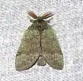 Netria viridescens