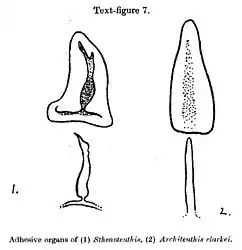 #107 (14/1/1933)Funnel–mantle locking apparatus of the giant squid (right), which Robson (1933:696) considered "remarkably feeble and ill-developed or degenerate" as compared to the "very efficient" apparatus of Sthenoteuthis (left) (Robson, 1933:688, text-fig. 7)