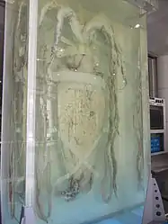 Specimen identified as Architeuthis sanctipauli exhibited on the first floor of the Global Environment Hall at the National Museum of Natural Science in Taichung, Taiwan. Measuring 8.84 m in total length and weighing 240 kg, it was captured in New Zealand waters and gifted by NIWA. It is said to be the world's largest specimen exhibited in a vertical position; the whole display including base, acrylic tank and formalin preservative weighs around 4 tonnes.