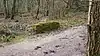 Chiddingfold Forest