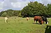 Flitton Moor