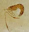 Dusa monocera.