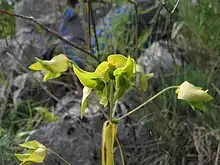 Colour photo of Euphorbia taurinensis plant