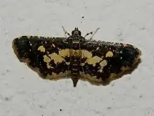 Eurrhyparodes bracteolalis