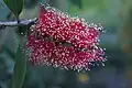 Red-flowered form