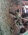 Silver Y moth, Autographa gamma, hiding on a log