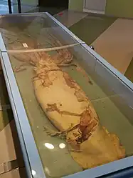 #642 (17/1/2016)Specimen found stranded ashore on 17 January 2016 near Noto, Ishikawa Prefecture, Japan. On display at the Ishikawa Prefectural Natural History Museum, preserved in formalin (see also wider view and extracted parts).