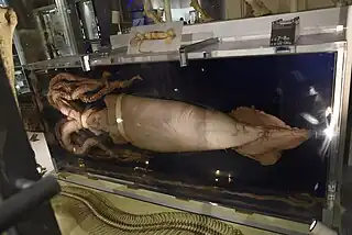 #379 (24/12/1996)Specimen on display at the National Museum of Nature and Science in Tokyo, Japan, with a Japanese flying squid (Todarodes pacificus; top-centre) for size comparison (see also alternate view)