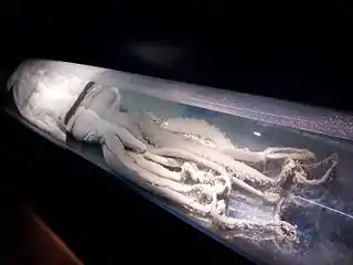 #383 (16/11/1997)First known specimen from the Mediterranean Sea, on display at the Museo Alborania in Málaga, Spain. Preserved in formaldehyde, it is an immature female with a mantle length of around 1.25 m.