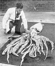 #124 (30/11/1949)Another view of the same specimen; both this and the previous photograph were originally published in the Aberdeen Bon-Accord and Northern Pictorial and later reproduced in Rae (1950)
