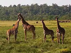 Arusha NP