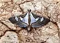 Glyphodes bicolor