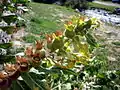 Pyxidial fruits of black henbane Hyoscyamus niger