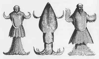 #1 (c. 1546)Japetus Steenstrup's comparison of a common squid (centre; its tentacles in an anatomically implausible position) with two 16th century drawings of the "sea monk of the Øresund"—Guillaume Rondelet's (1554:492, fig.) on the left and Pierre Belon's (1553:39, fig.) on the right (Steenstrup, 1855a:83, fig.). It has been noted that Steenstrup's reproductions differ somewhat from the 16th century originals.
