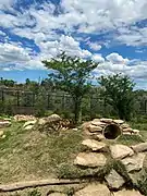 African lions