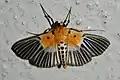 Nevrina procopia