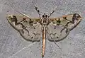 Polythlipta divaricata