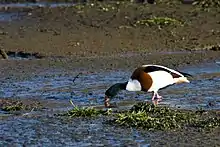 A mainly white and brown duck walking in shallow mud searching for food with its beak in the mud