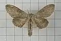 Stauropus alternus
