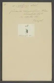 Astycus is a genus of beetles belonging to the family Curculionidae. Species are distributed throughout India, Sri Lanka, Myanmar, China, Thailand and Sumatra.