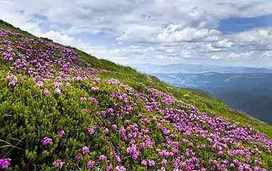 The rhododendrons at the Chornohora valley