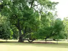 The Tembusu tree (Faraea fragrans) featured on the reverse of the Singaporean five-dollar bill at Lawn E, Singapore Botanic Gardens