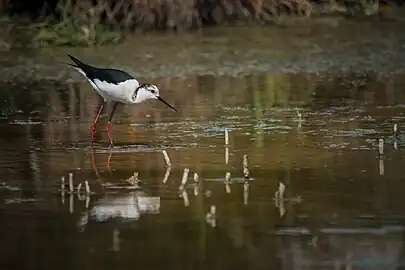 Black-winged stilt,Tunisia