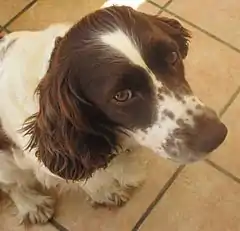 Springer Spaniel living in France