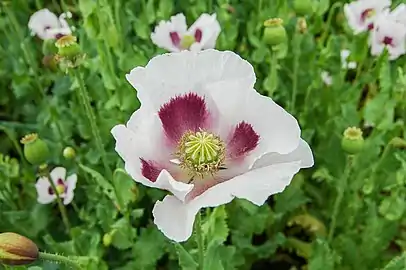 Czech blue poppy flower