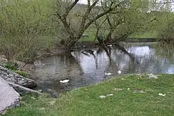 A stream from a spring