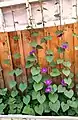 Ipomoea purpurea, Eastern Siberia