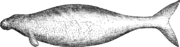 An oblong body with a snout similar to a manatee with short hairs visible, a hand with no visible fingers similar to a dolphin fin but pointed downward, and a tail fluke in the vertical position similar to a fish