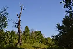 Forest in Vyatskopolyansky District