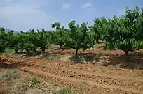 Cherry orchard in Sirkovo, North Macedonia