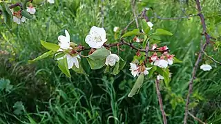 Apricot Blossom in Behbahan, Iran