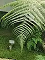 Fronds multipinnate. D. smithii