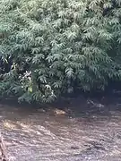 Growing often at the water's edge, in Lijiang of Yunnan province, China.