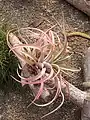 Tillandsia, 2018 Taichung World Flora Exposition, Taiwan