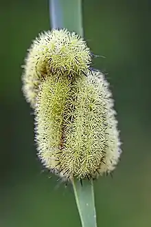 Automeris io caterpillars on reed