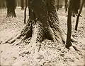 1000 Oaks, 1897. Albumen silver print, 18 x 23 cm. The Wassmann Foundation, Washington, D.C.