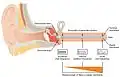 Frequency coding in the cochlea