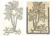 Illustration of Peucedanum ostruthium as a substitute for an illustration of Angelica archangelica. Left: Hortus Sanitatis, Straßburg 1497 (I, 291). Right: Kleines Destillierbuch (Blatt 20r)