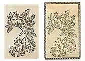 Illustration of Thymus serpyllum as a substitute for an illustration of Veronica officinalis. Left: Hortus Sanitatis, Straßburg 1497 (I, 429). Right: Kleines Destillierbuch (Blatt 43r)