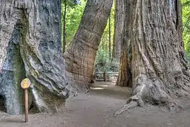 Trail Marker 3: Redwoods and Fire