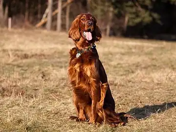 Irish Setter