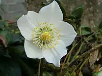 A hellebore flower showing the petaloid sepals