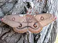 An adult emperor gum moth