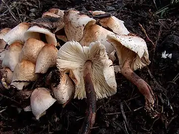 Leucoagaricus meleagris