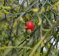 Native Cherry fruit in Bicheno, Tasmania