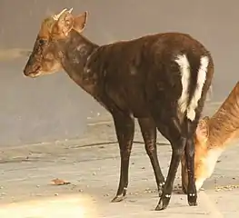 Brown cervid with a white rump